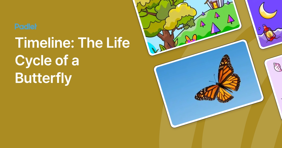 Timeline: The Life Cycle of a Butterfly