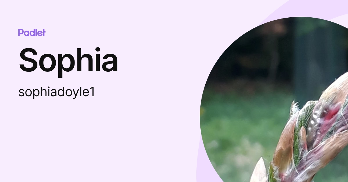 Sophia (sophiadoyle1) profile | Padlet