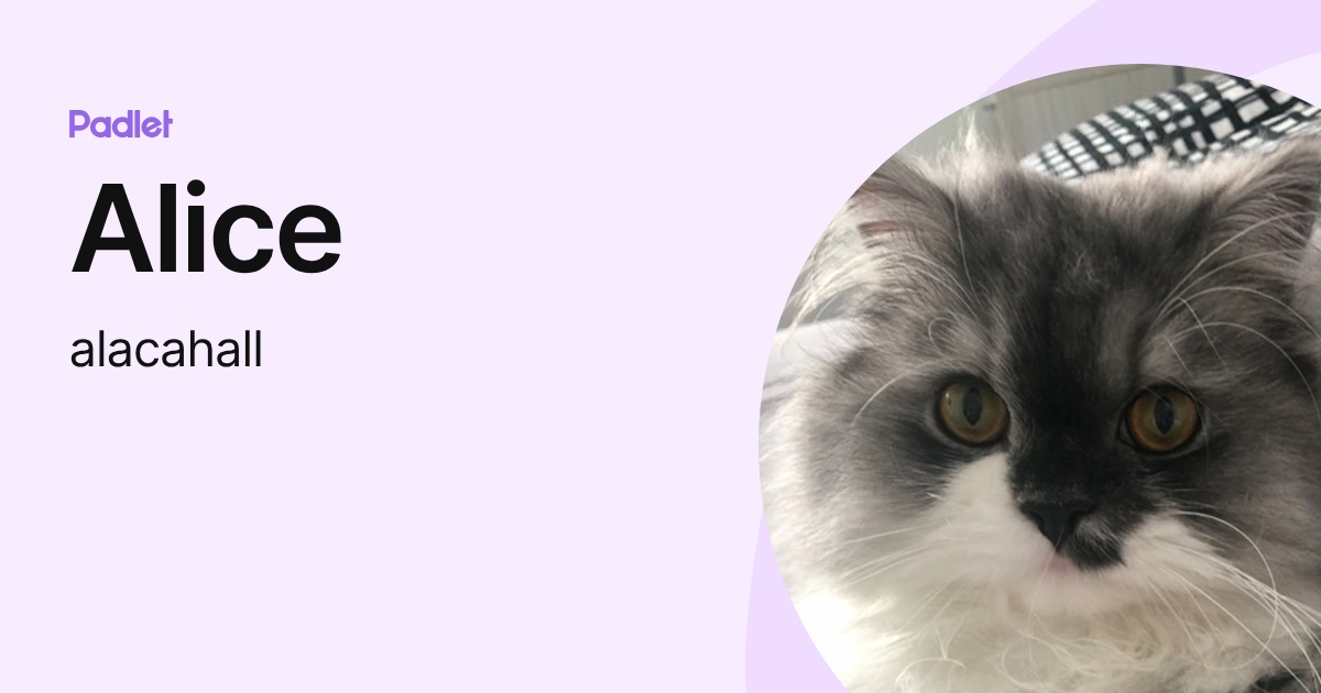Alice (alacahall) profile | Padlet