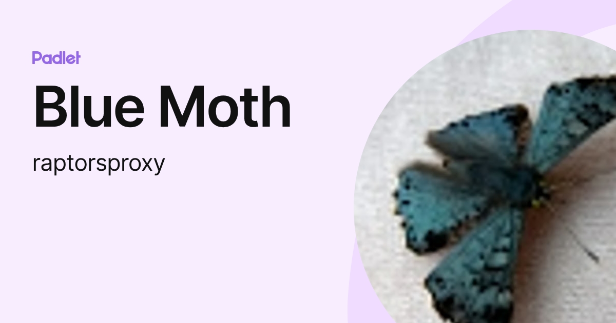 Blue Moth (raptorsproxy) profile | Padlet